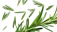 Rosemary Oil