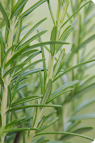 Rosemary oil