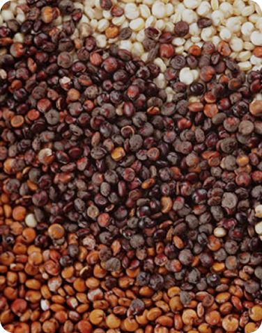 Quinoa protein